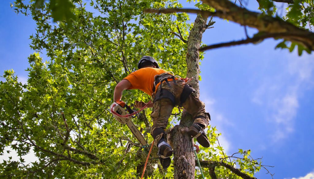 Tree Trimming for Healthy and Beautiful Trees