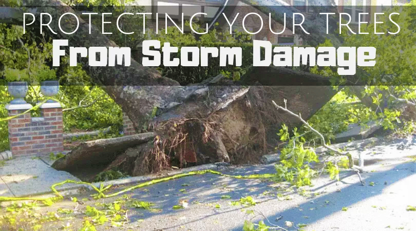 Protecting Your Trees How to prepare your trees before a Storm